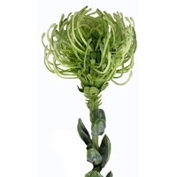 Green Pincushion Protea, 60 cm