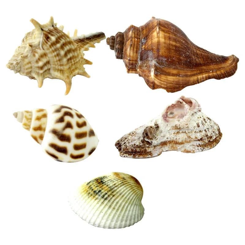 Decorative Brown Seashells (100g)