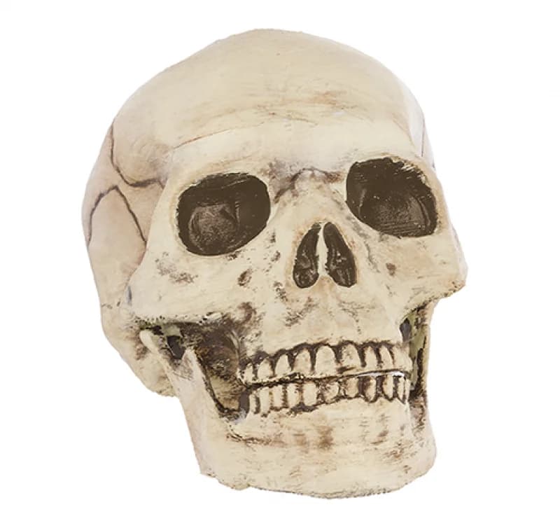Plastic Skull Prop With Jointed Mouth