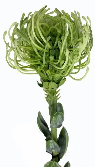 Green Pincushion Protea, 60 cm