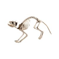 Cat Skeleton Prop