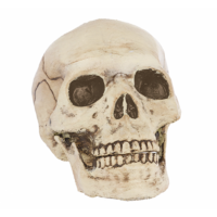 Plastic Skull Prop With Jointed Mouth