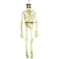 Life-Size Hanging Skeleton Prop (1.52m)