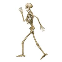 Profile Pete Jointed Skeleton Prop (91cm)